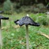 Coprinus c